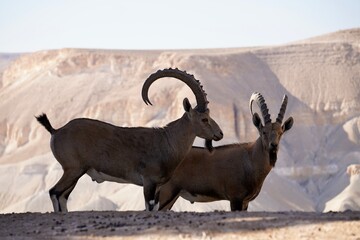 ibexes on the rocks