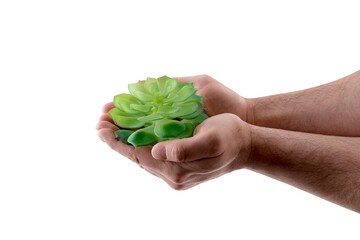 Small green plant in hands isolated on white background with clipping path