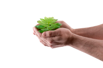 Small green plant in hands isolated on white background with clipping path