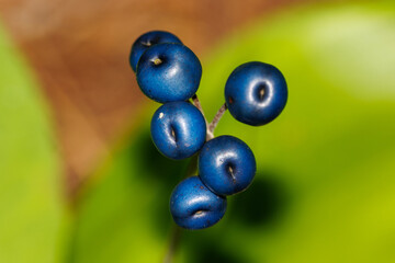 close up of blueberries on a green background