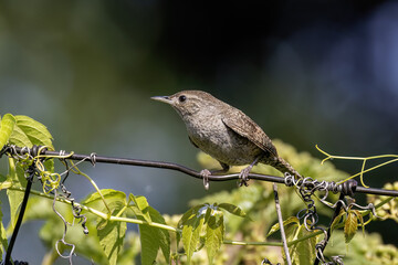 The house wren (Troglodytes aedon) perched on fence