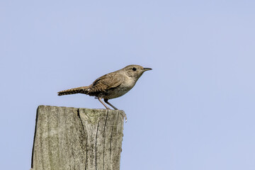 The house wren (Troglodytes aedon) perched on fence