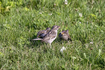 Naklejka na ściany i meble The house sparrow (Passer domesticus) female feeding young