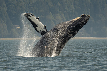 Humpback whale back breach