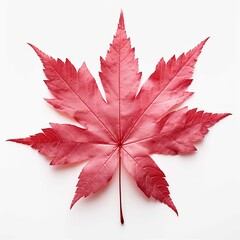 Japanese maple leaf, isolated background, microstock image, Hyper-realistic