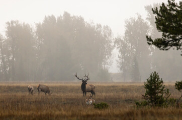 Elk During the Rut in Grand Teton National Park Wyoming in Autumn