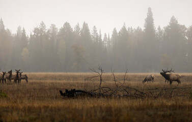 Elk During the Rut in Grand Teton National Park Wyoming in Autumn