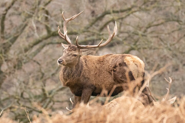 deer in the park 