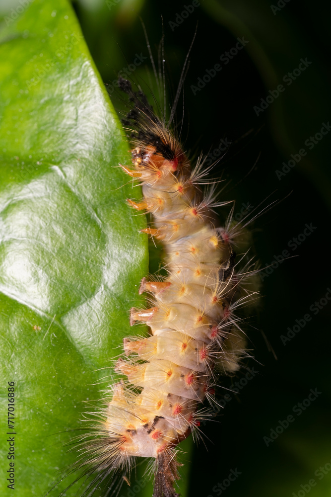 Poster pest caterpillar eats green leaf