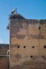 Stork sits on a nest and feeds its young. Fortified citadel of Meknes, Morocco. Stop and breeding place for storks