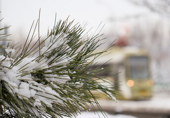 snow covered pine tree in the city