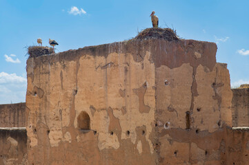 Storks on their nest at both corners of the fortified citadel of Meknes in Morocco. Stop and breeding place for storks