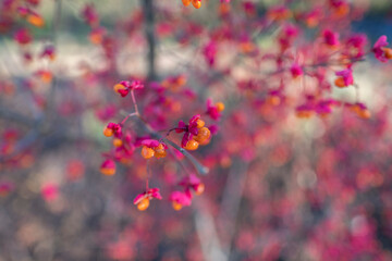 barberry close-up, beautiful autumn bright background for wallpaper and for designer blank