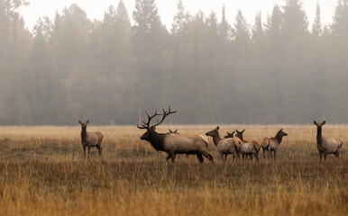 Elk During the Rut in Grand Teton National Park Wyoming in Autumn