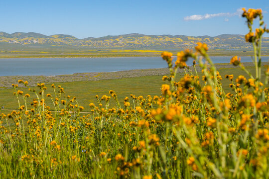 Hills and mountains covered with wildflowers, California super bloom season, Carrizo Plain