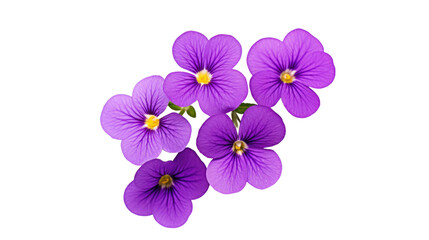 Aubrieta flower isolated on a transparent background
