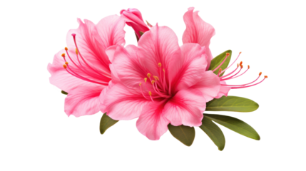 Azalea isolated on a transparent background