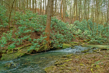 Obraz premium Tree with exposed roots along the creek