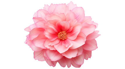 Belle Amour flower isolated on a transparent background