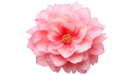 Belle Amour flower isolated on a transparent background