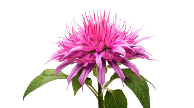 Bee Balm flower isolated on a transparent background