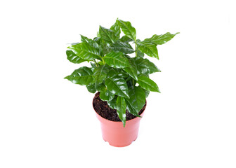 coffee seedlings in pot isolated