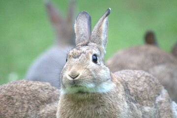 very cute bunny's enjoying there day