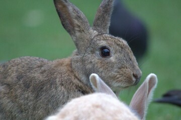 very cute bunny's enjoying there day