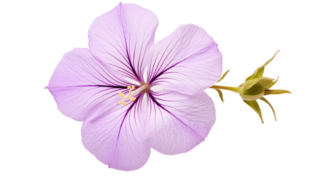 Browallia flower isolated on a transparent background