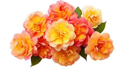 Bourbon roses flower isolated on a transparent background