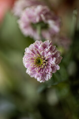 Pink chrysanthemum flowers macro image, floral vintage background