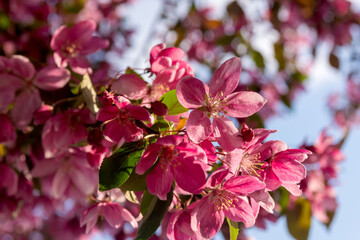 Bright pink apple trees bloom in full sun with green foliage in spring.