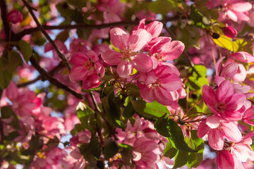Sun-drenched pink apple tree flowers close-up.