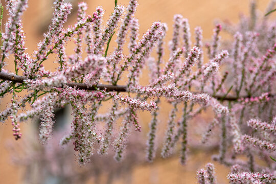 Fine, feathery Tamarix flowers creating a soft pink haze over a natural backdrop.
