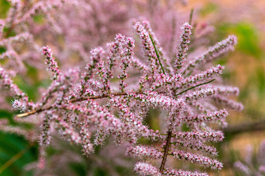 Close-up of blooming tamarisk branches with delicate pink flowers