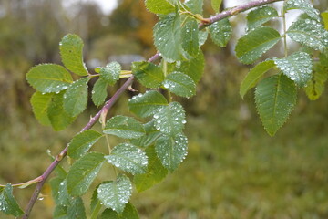 Leaves of the Dog rose, Rosa canina - on a bush after the rain in the autumn - 3 - Vilnius, October 2023
