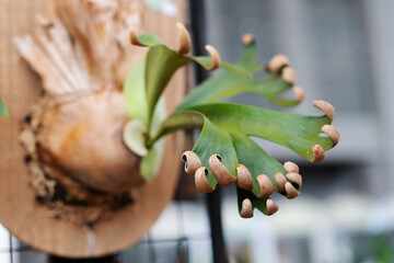 Close up of Platycerium FoongSiQi staghorn fern frond
