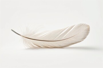 Softness Personified: Delicate White Feather
