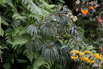 Anthurium polyschistum growing bushy in the rain forest. Anthurium plant foliage background....