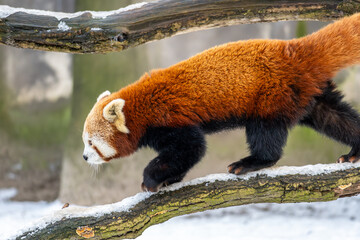 A red panda walking on a snowy branch