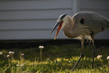 blue heron ardea cinerea