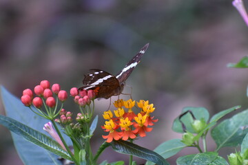 Mariposa (Anartia fatima) alimentándose 