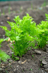 Eco veg growing