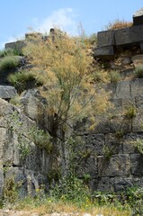Árbol creciendo entre las ruinas de Umm Qais, Jordania, junto a la frontera con Israel, Oriente...