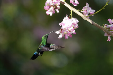 Green throated carib hummingbird hovering before pink flowers