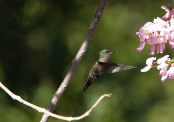 white throated hummingbird hovering by a tree with beautiful pink blooms