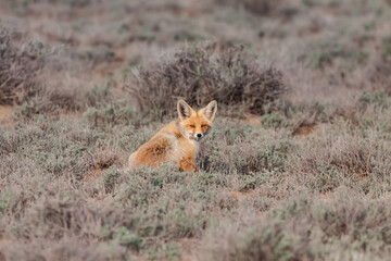Red fox (Vulpes corsac) in winter fur sitting in natural steppe habitats with sagebrush