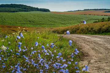 hills ripe canola and green soybeans fields through blue chicory flowers