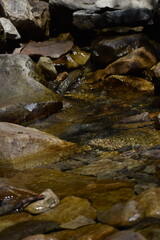 water in a mountain stream in the Carpathians