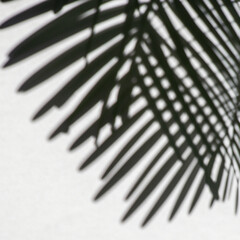 Shadow overlay effect of tree and leaves.